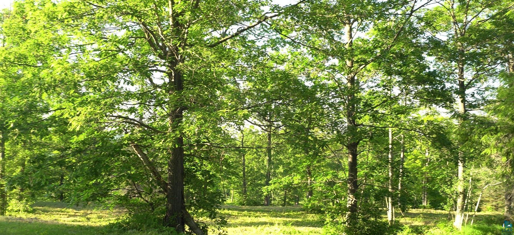 83-xxx Ashwabay Heights Road Bayfield, WI 54814 - Photo 4 of 5 View of tree filled area