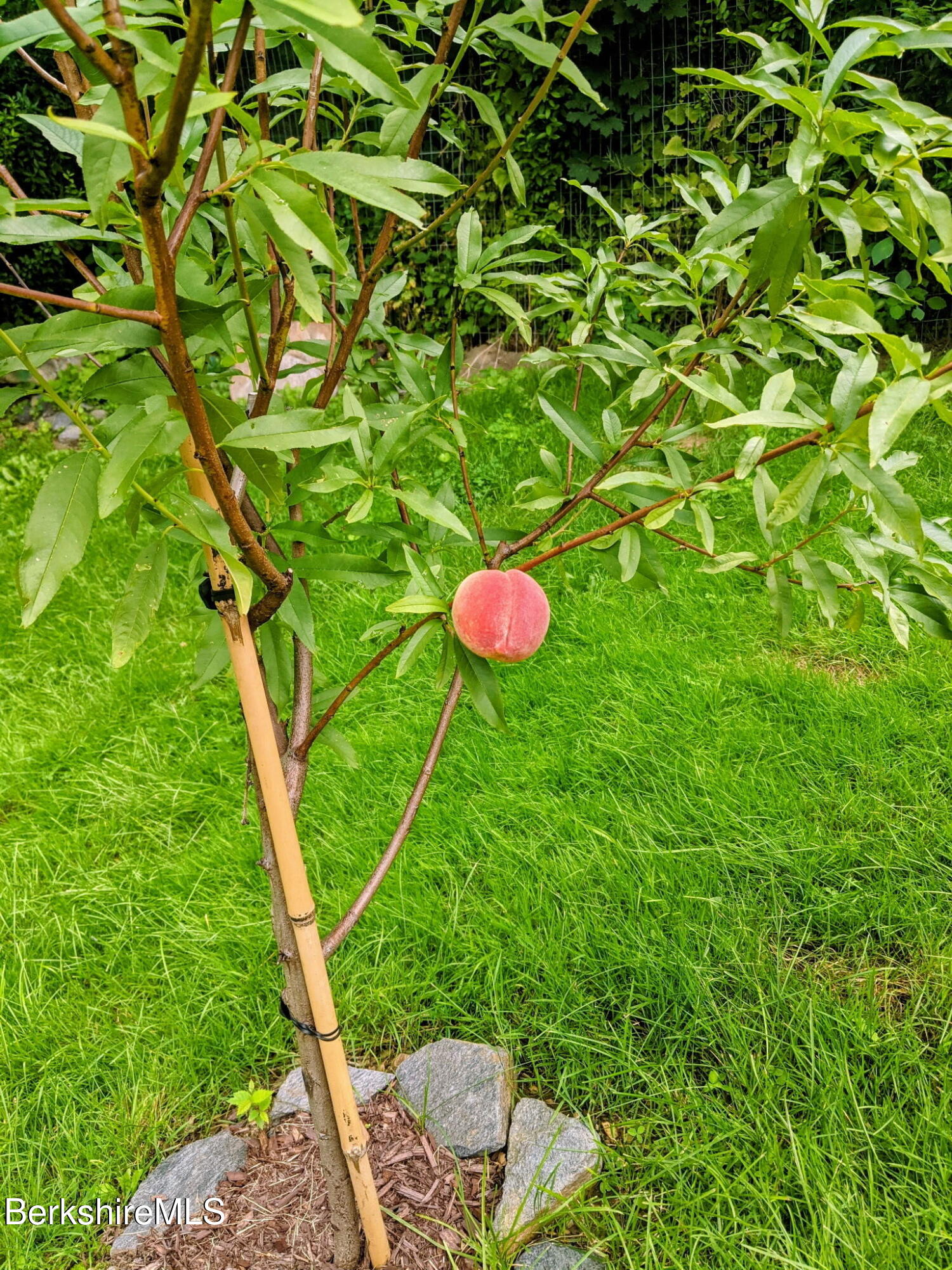 8 Frederick Lane Adams, MA 01220 - Photo 20 of 27 Peach tree
