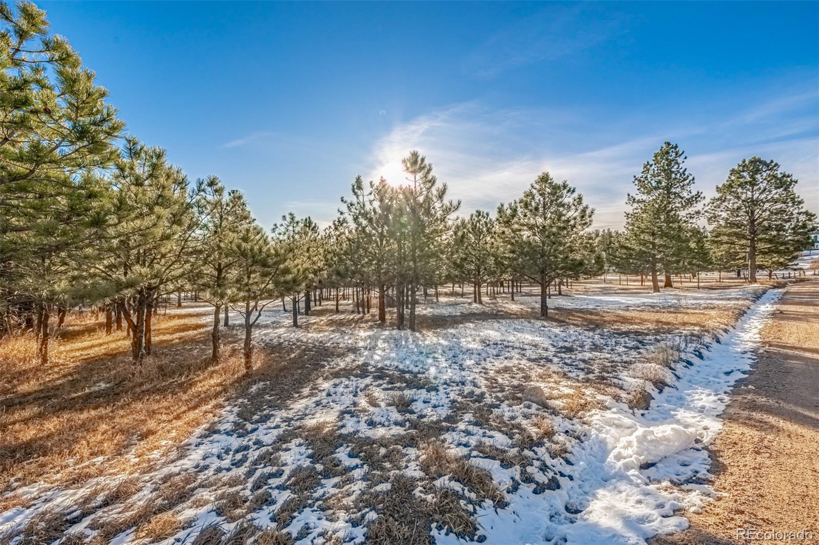 18325 Forest View Road Monument, CO 80132 - Photo 16 of 32 a view of a yard with trees