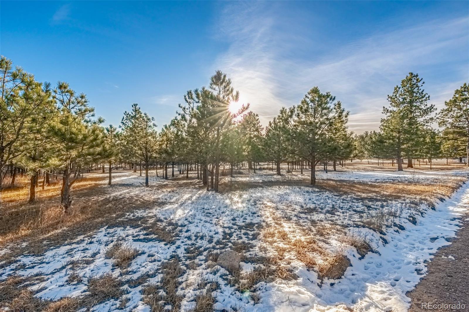 18325 Forest View Road Monument, CO 80132 - Photo 3 of 32 a backyard of a house with lots of green space