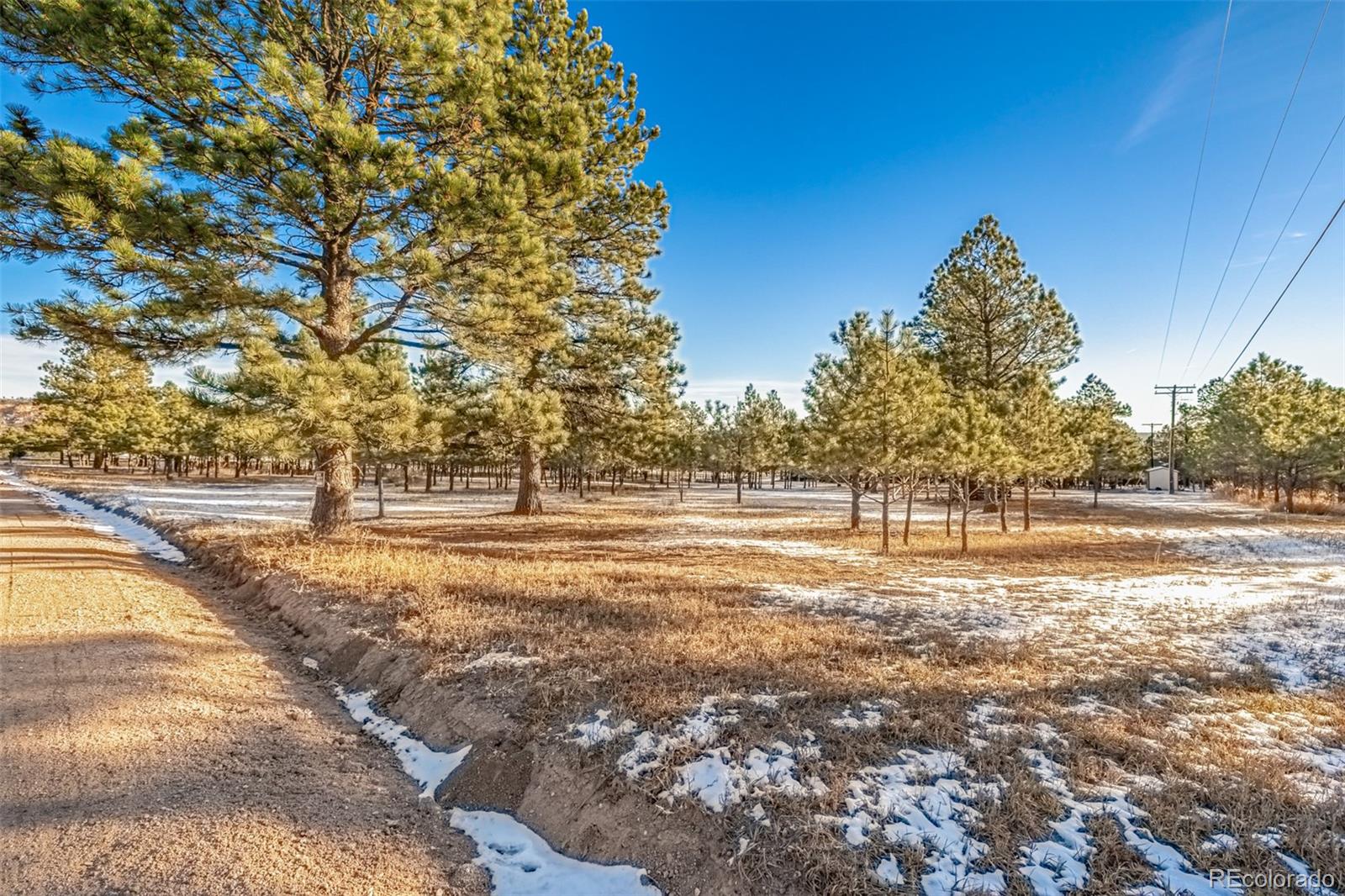 18325 Forest View Road Monument, CO 80132 - Photo 5 of 32 a view of yard with large trees