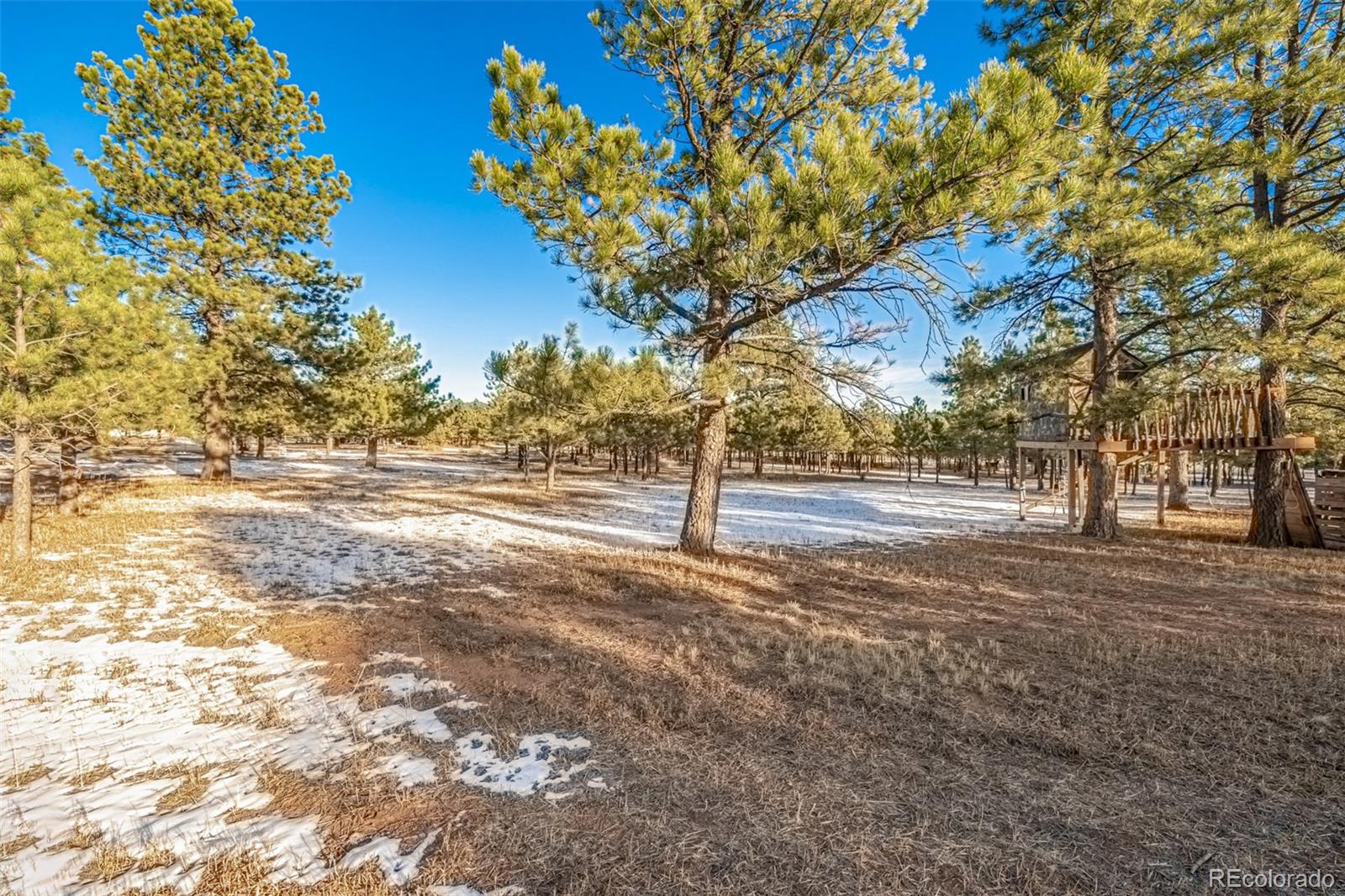 18325 Forest View Road Monument, CO 80132 - Photo 6 of 32 a view of road and yard