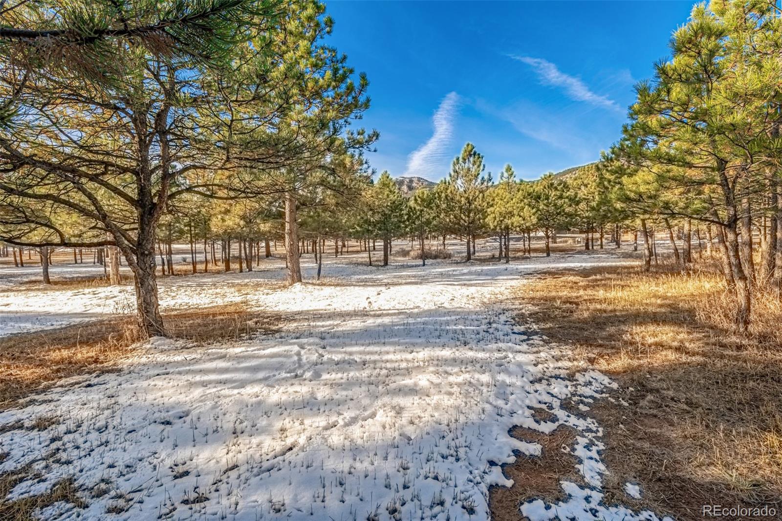18325 Forest View Road Monument, CO 80132 - Photo 9 of 32 a view of road with large trees