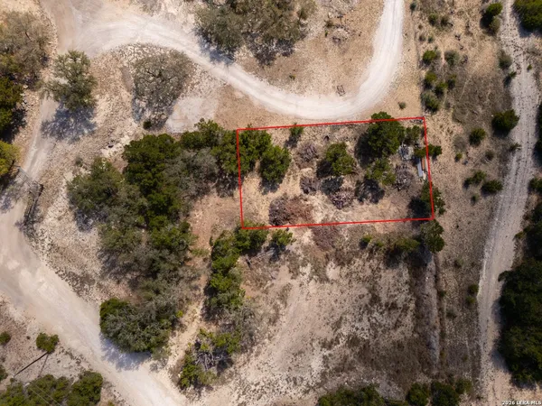 a view of a forest with a tree