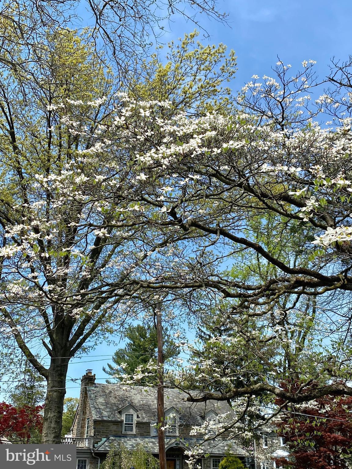 512 Roumfort Road Philadelphia, PA 19119 - Photo 42 of 43 Dogwood tree in bloom