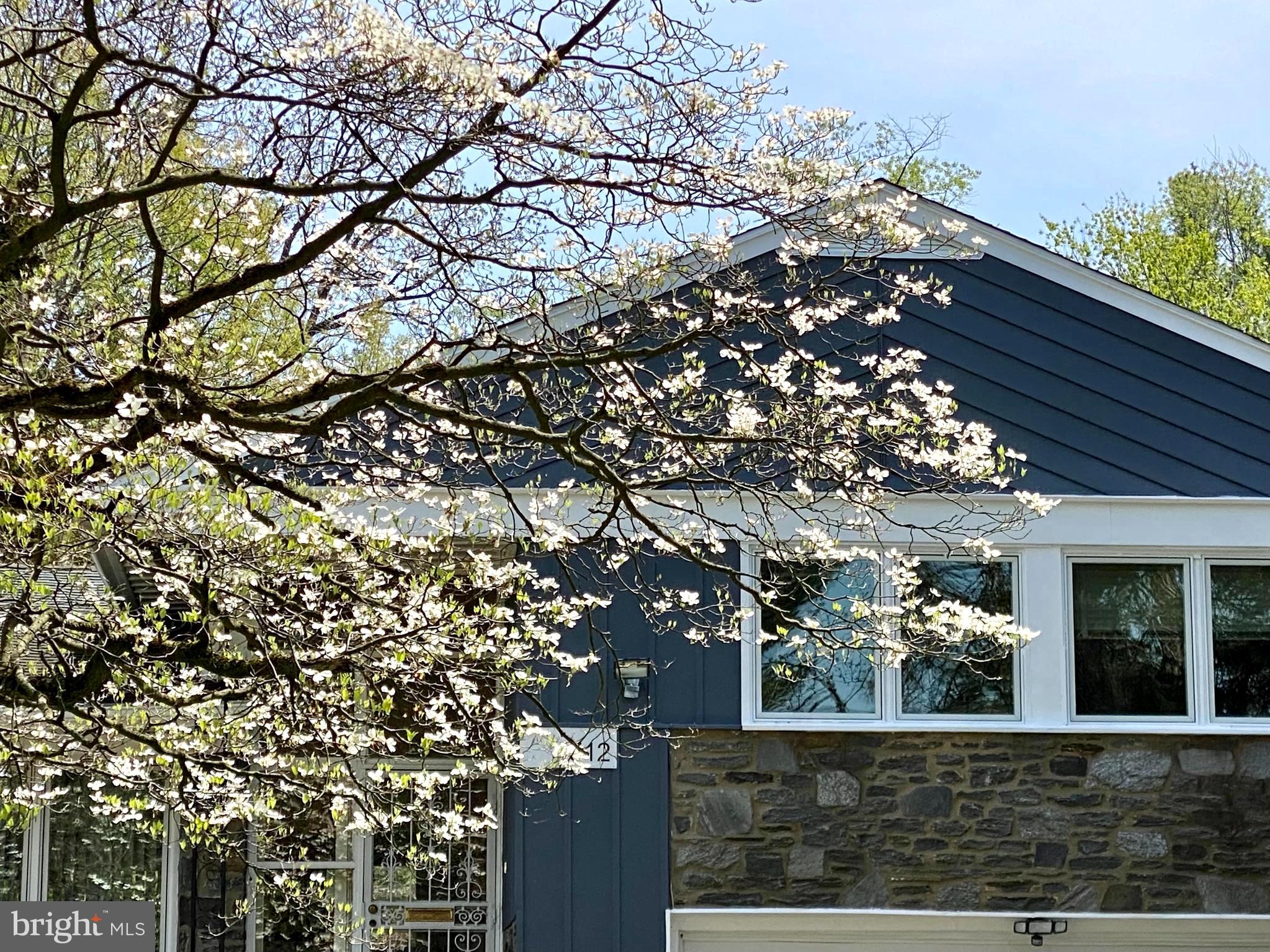 512 Roumfort Road Philadelphia, PA 19119 - Photo 43 of 43 Dogwood tree in bloom