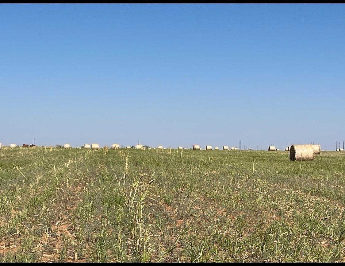 a view of a field with an ocean