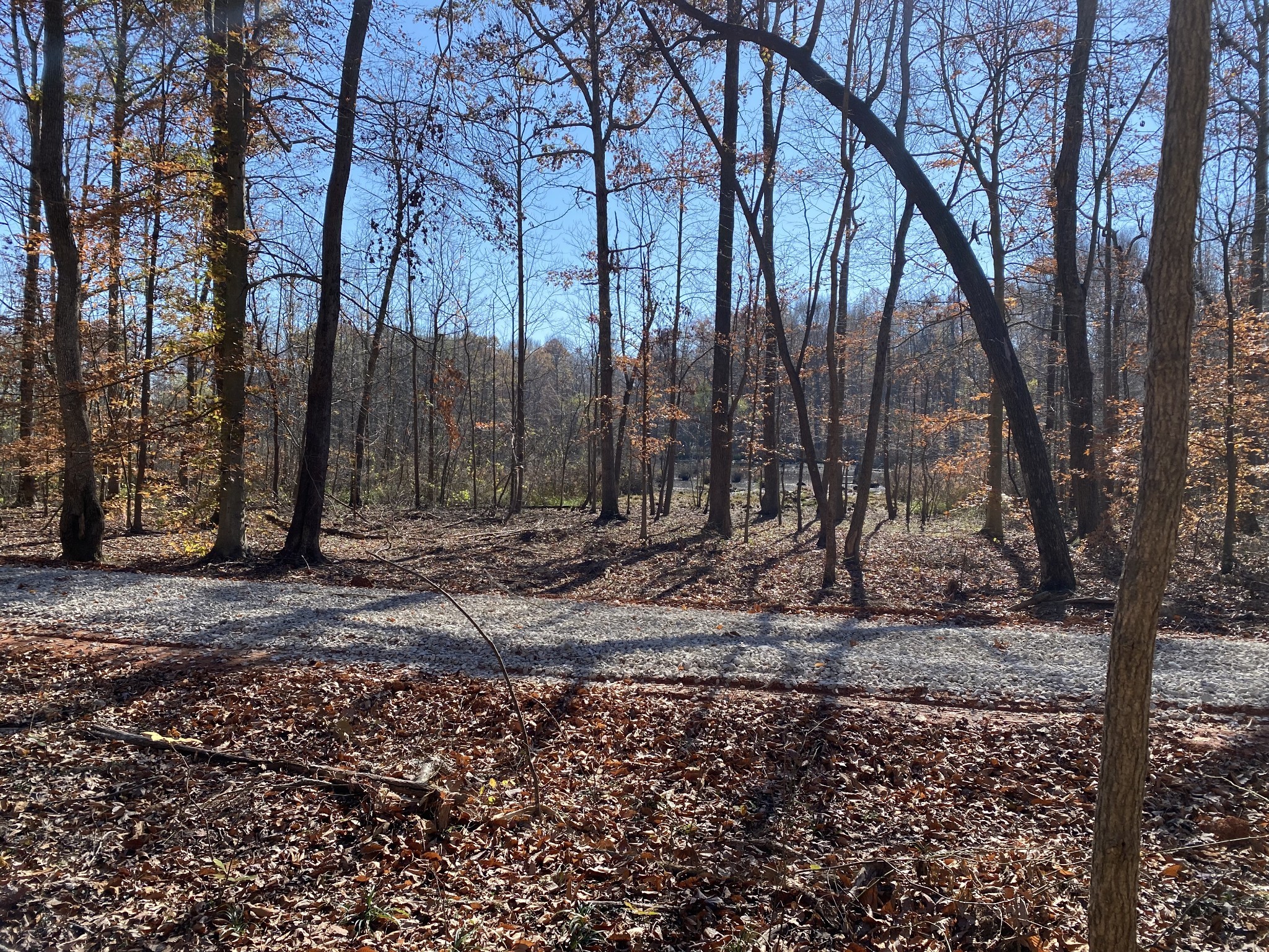 7956 B Bethlehem Road Springfield, TN 37172 - Photo 3 of 23 a view of a backyard with large trees