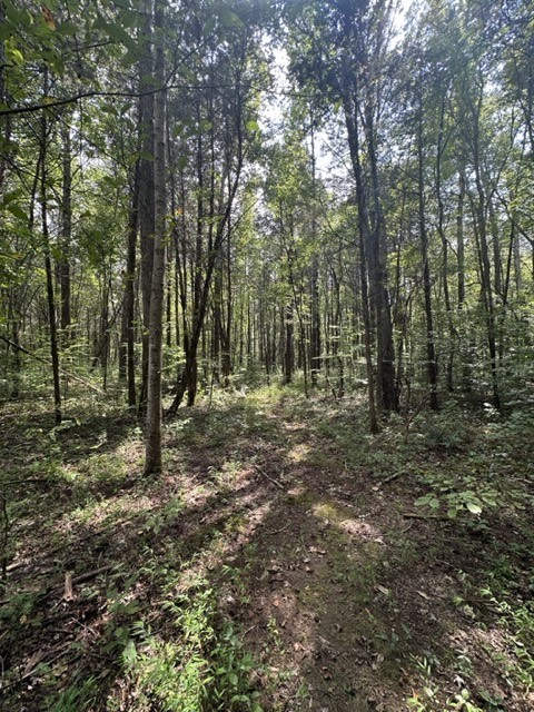 0 Matthews Hollow Road Waverly, TN 37185 - Photo 19 of 19
