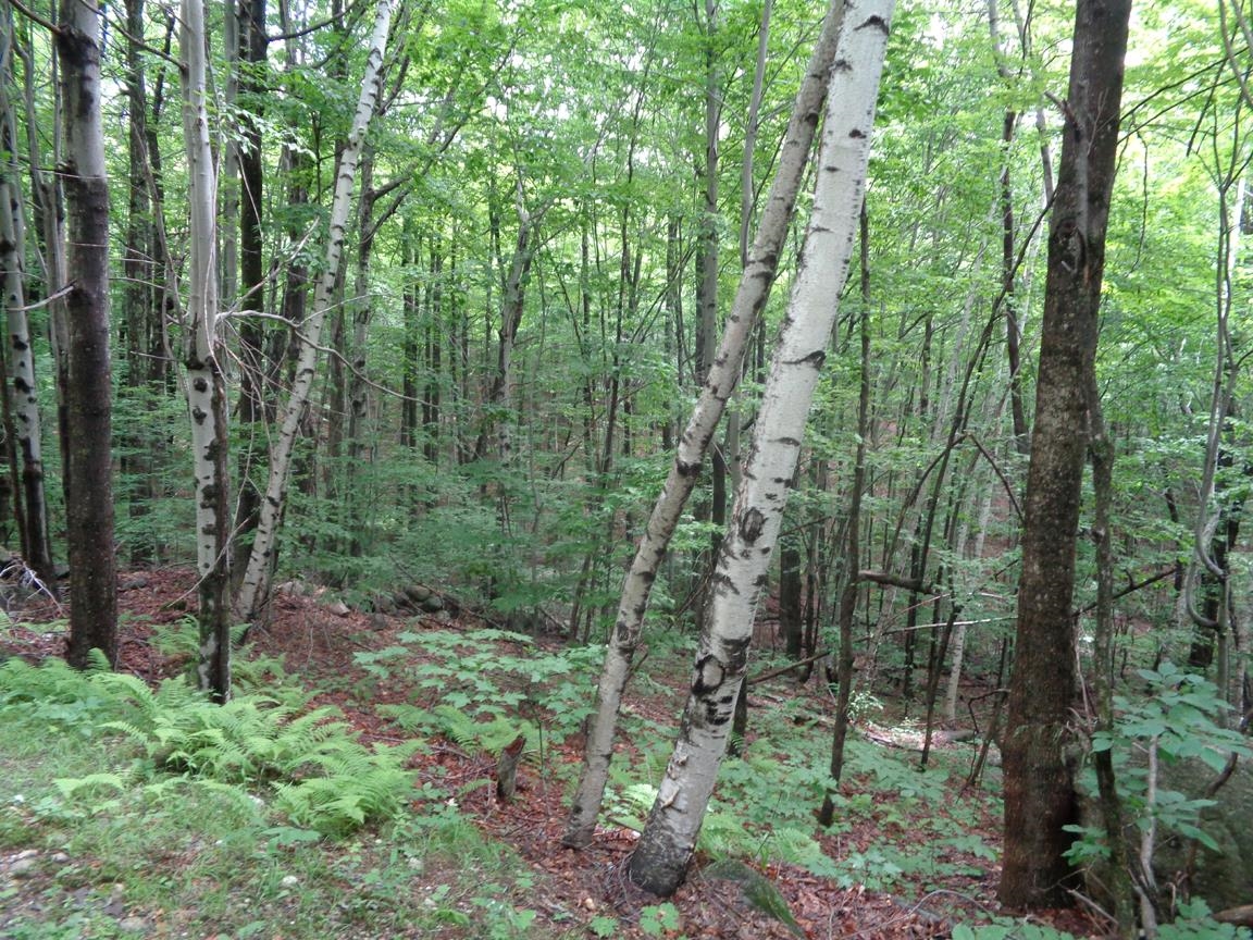 Tioga/patten Rd Hill Hill, NH 03243 - Photo 5 of 14