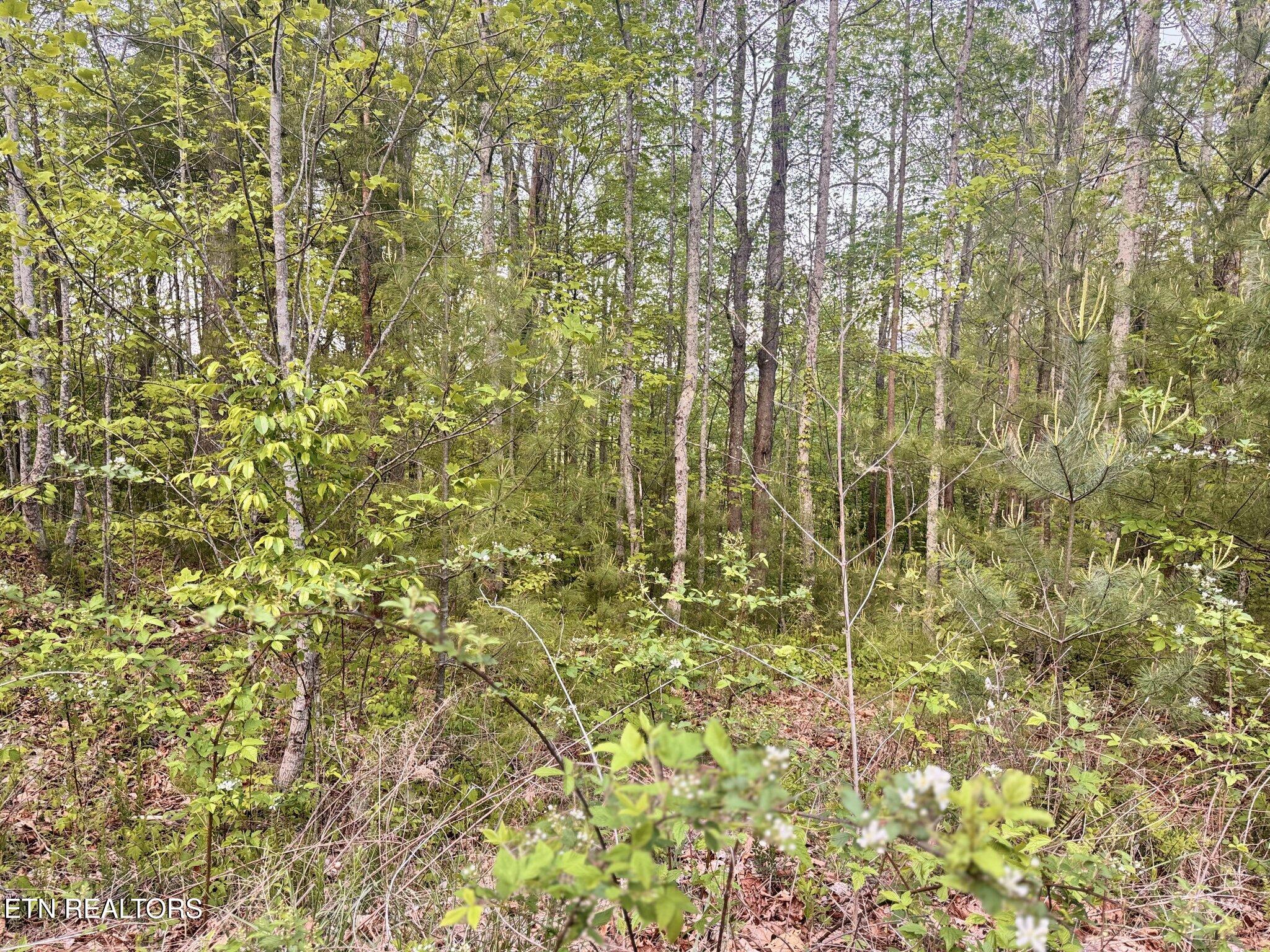 Lot 41 Black Maple Way Del Rio, TN 37727 - Photo 22 of 23 Black Maple property