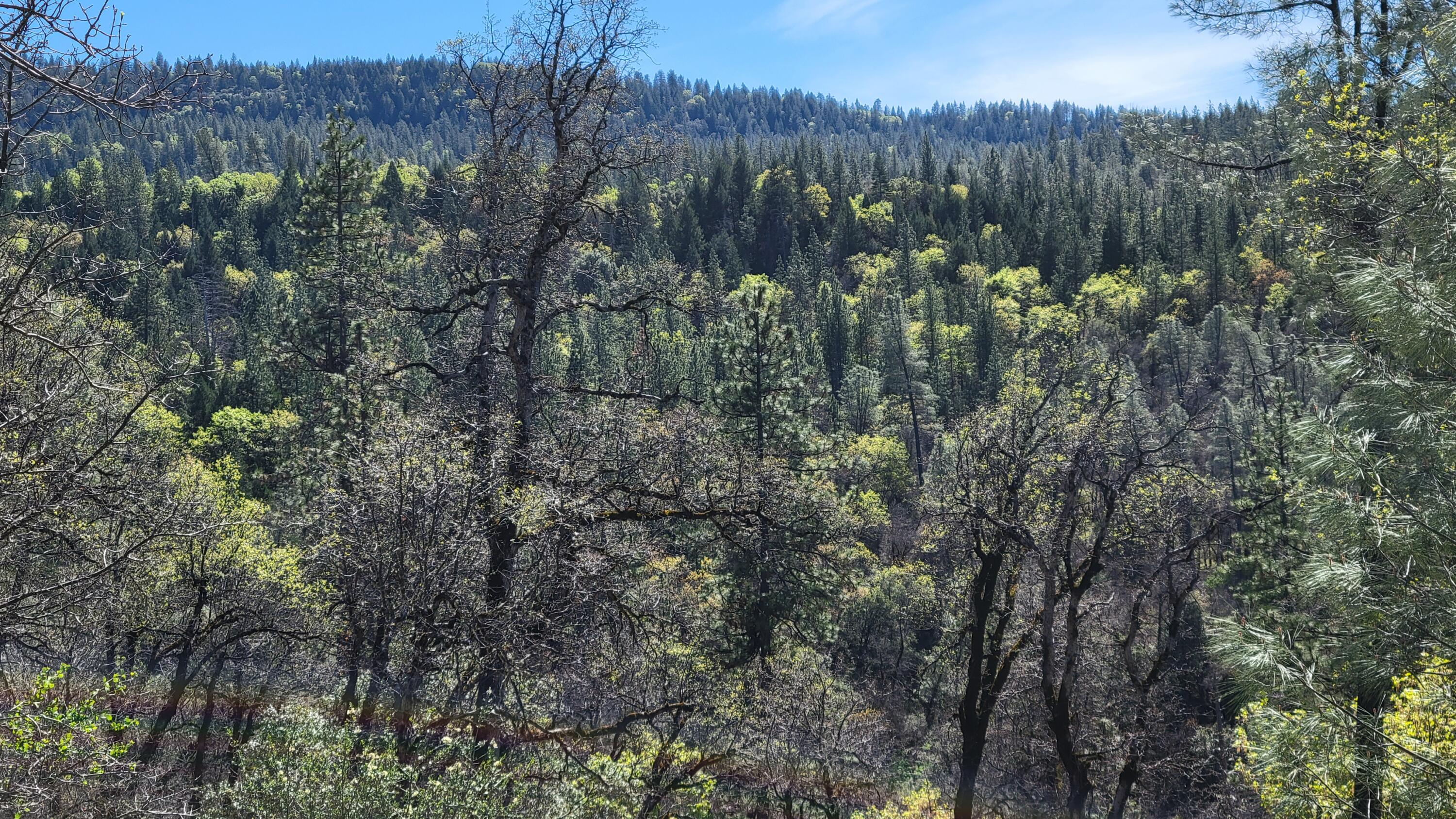 0 Jacey's Tract Road Oak Run, CA 96069 - Photo 30 of 35 20260317_130002