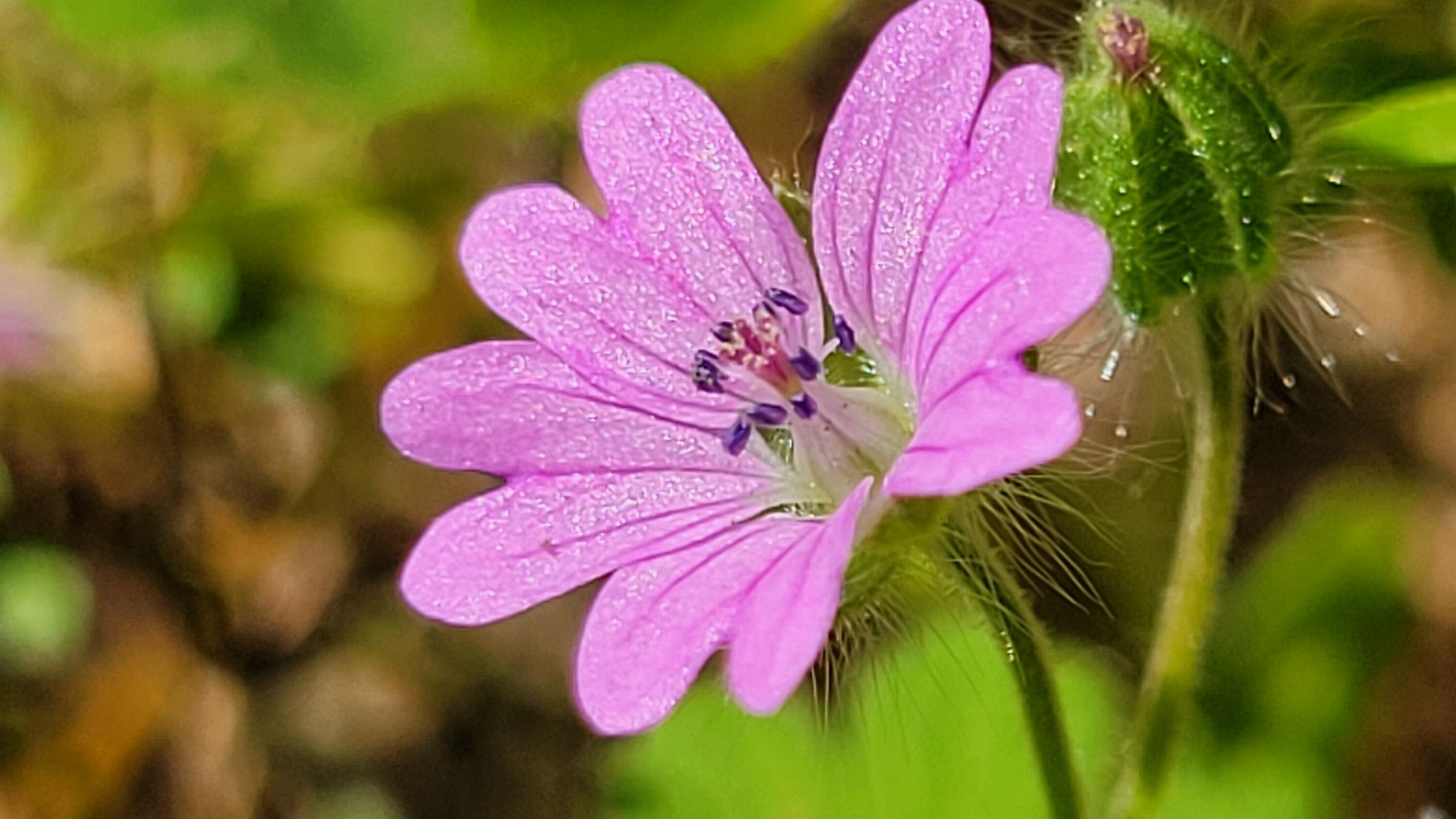 0 Jacey's Tract Road Oak Run, CA 96069 - Photo 6 of 35 20260317_120015