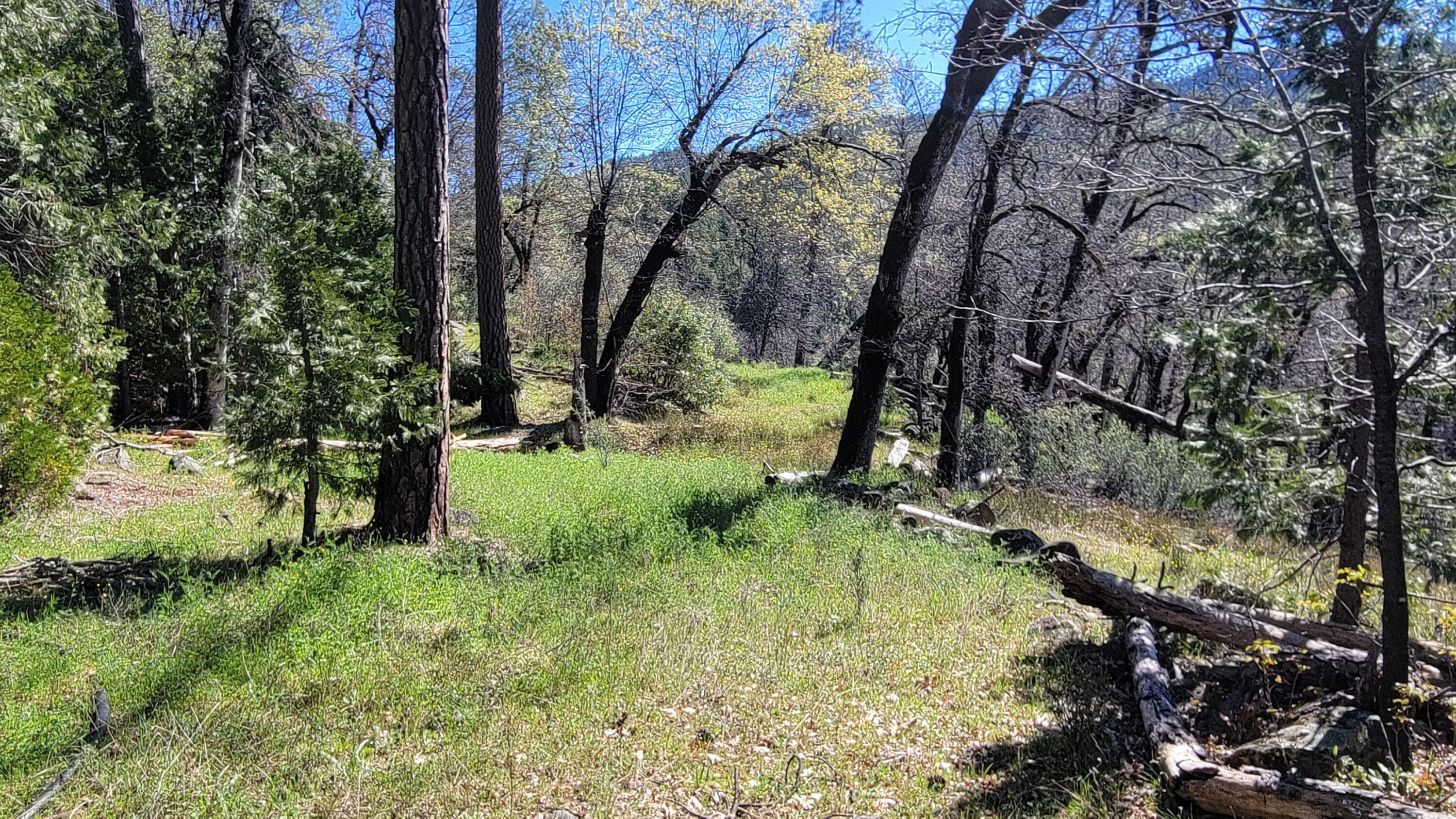 0 Jacey's Tract Road Oak Run, CA 96069 - Photo 7 of 35 20260317_120209