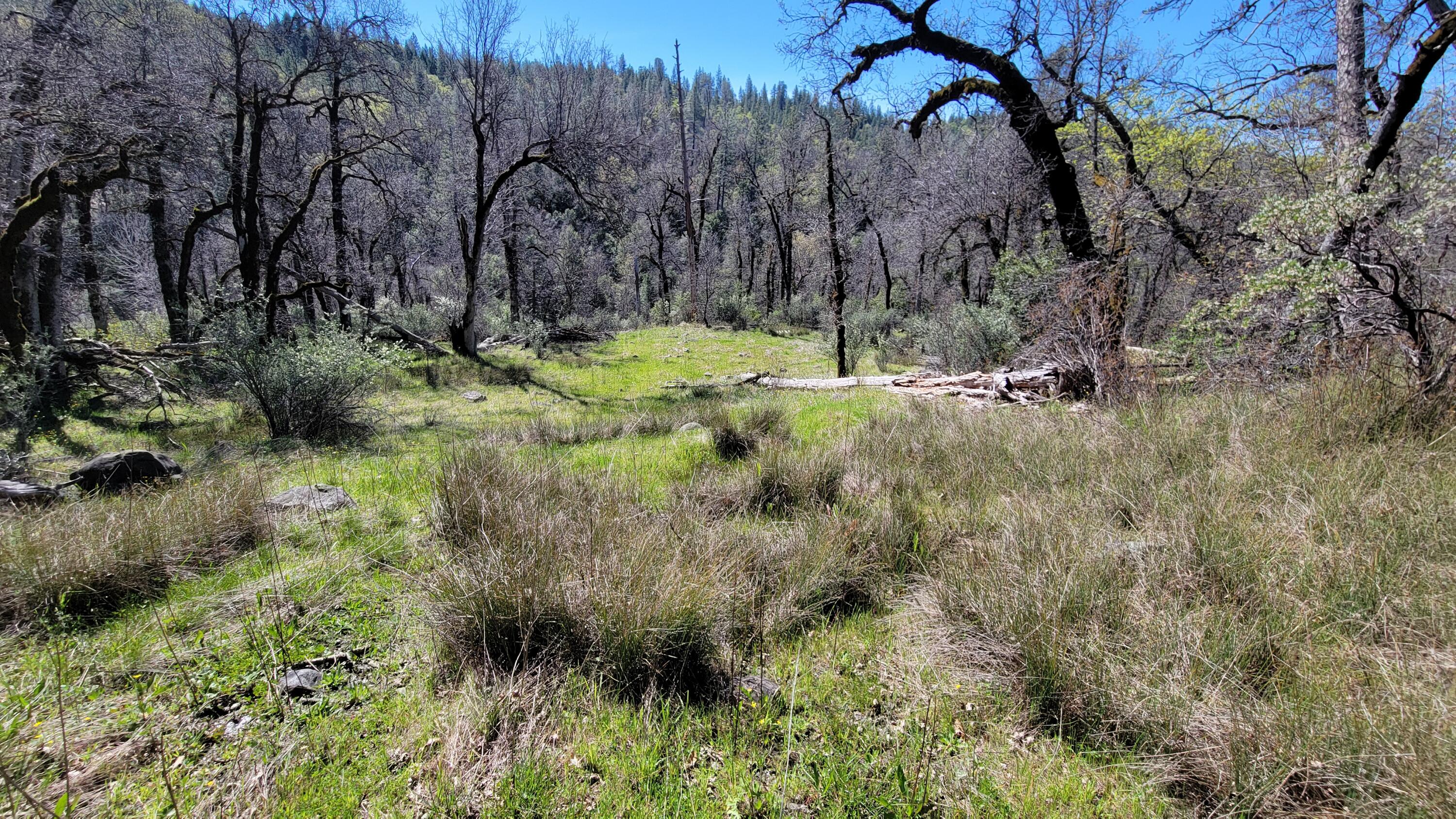 0 Jacey's Tract Road Oak Run, CA 96069 - Photo 8 of 35 20260317_120306