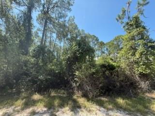 337 Palm Way Georgetown, FL 32139 - Photo 4 of 8 a view of a forest
