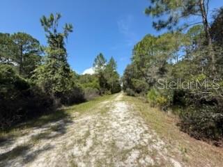 337 Palm Way Georgetown, FL 32139 - Photo 5 of 8 a view of a yard with plants and a tree
