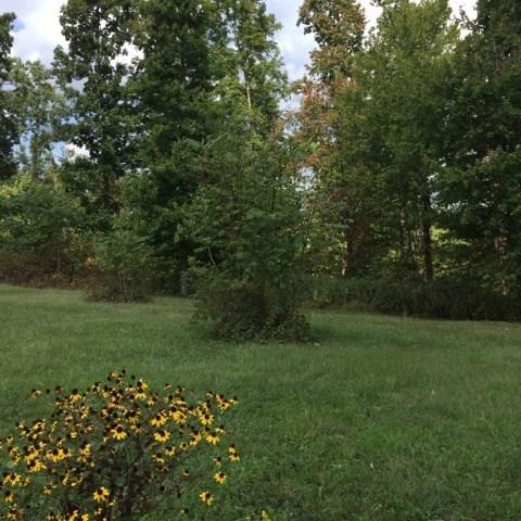 389 Ridge Lane Monterey, TN 38574 - Photo 6 of 8 ridge lane land