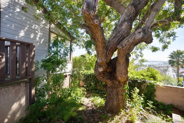 a pathway of a house with large trees
