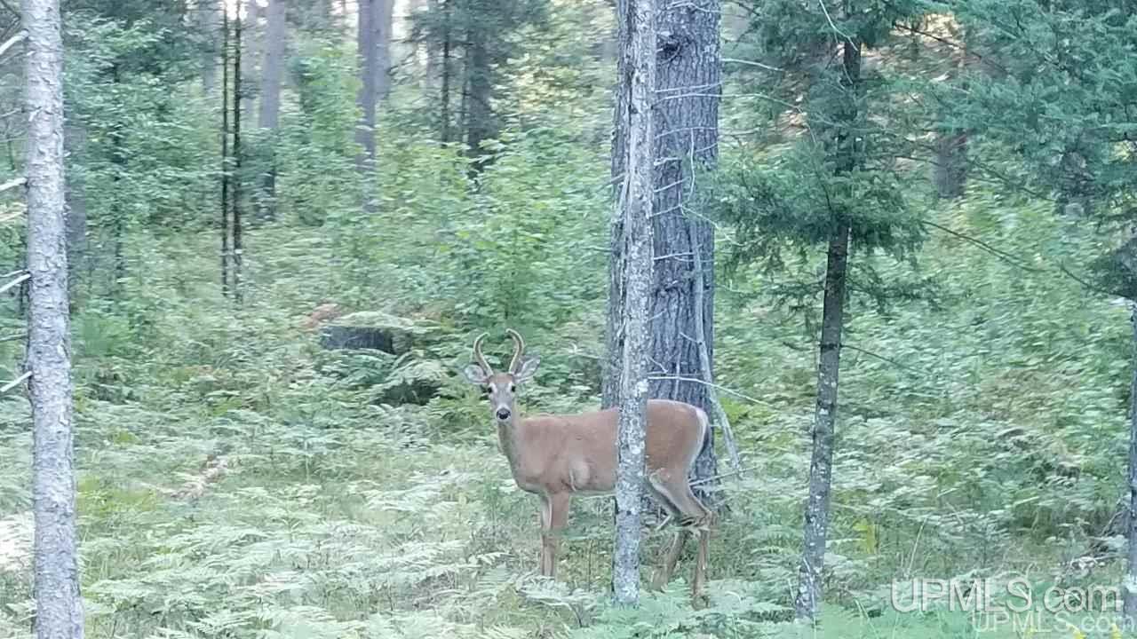 Tbd Fishing Site Road, Unit 1 Amasa, MI 49903 - Photo 1 of 19