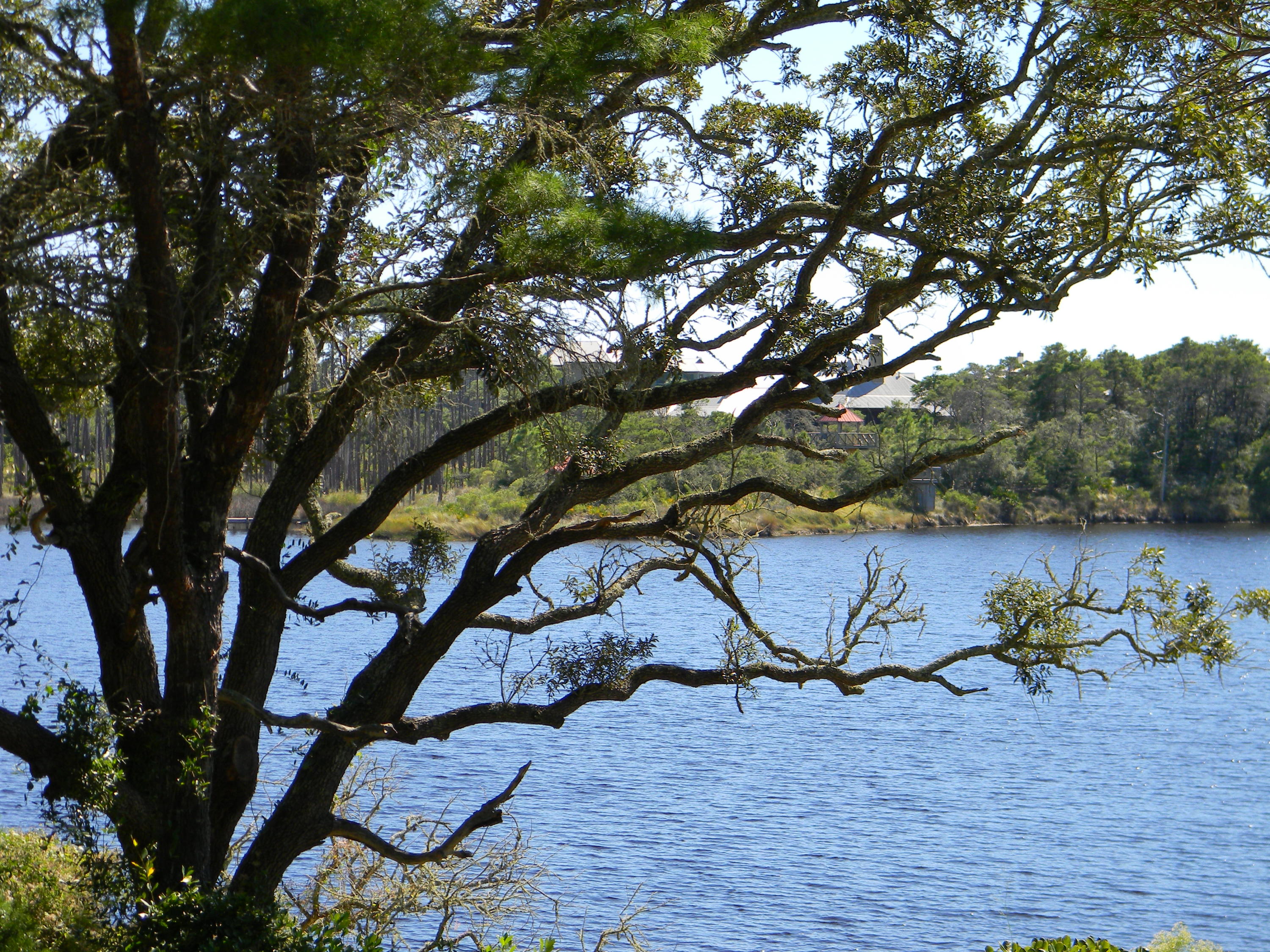 Lot9-blk4 Cedar Post Road Santa Rosa Beach, FL 32459 - Photo 5 of 11 a view of a tree in a yard