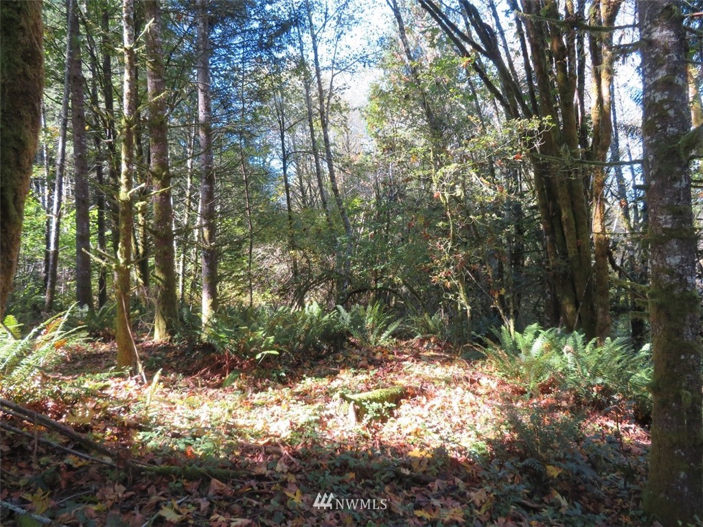 -xxx Monroe Road Winlock, WA 98596 - Photo 1 of 23
