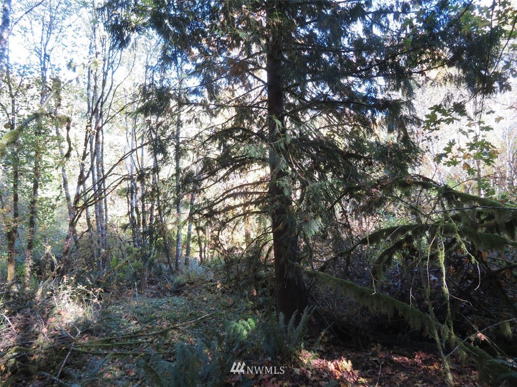 -xxx Monroe Road Winlock, WA 98596 - Photo 13 of 23
