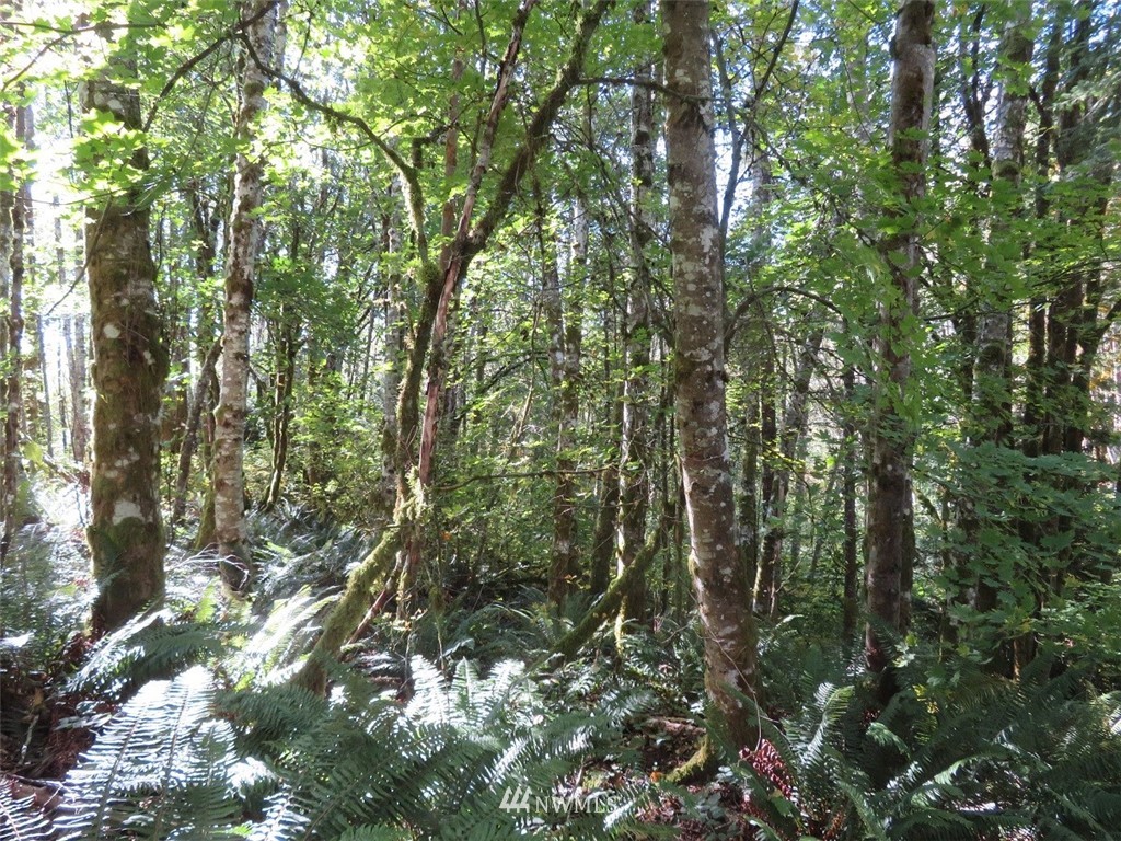 -xxx Monroe Road Winlock, WA 98596 - Photo 14 of 23