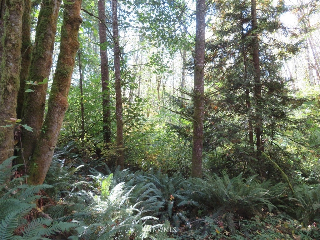 -xxx Monroe Road Winlock, WA 98596 - Photo 15 of 23
