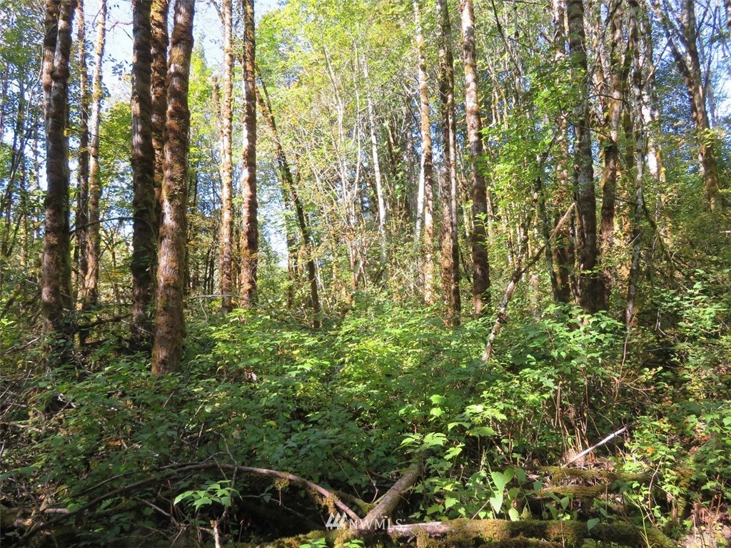 -xxx Monroe Road Winlock, WA 98596 - Photo 19 of 23