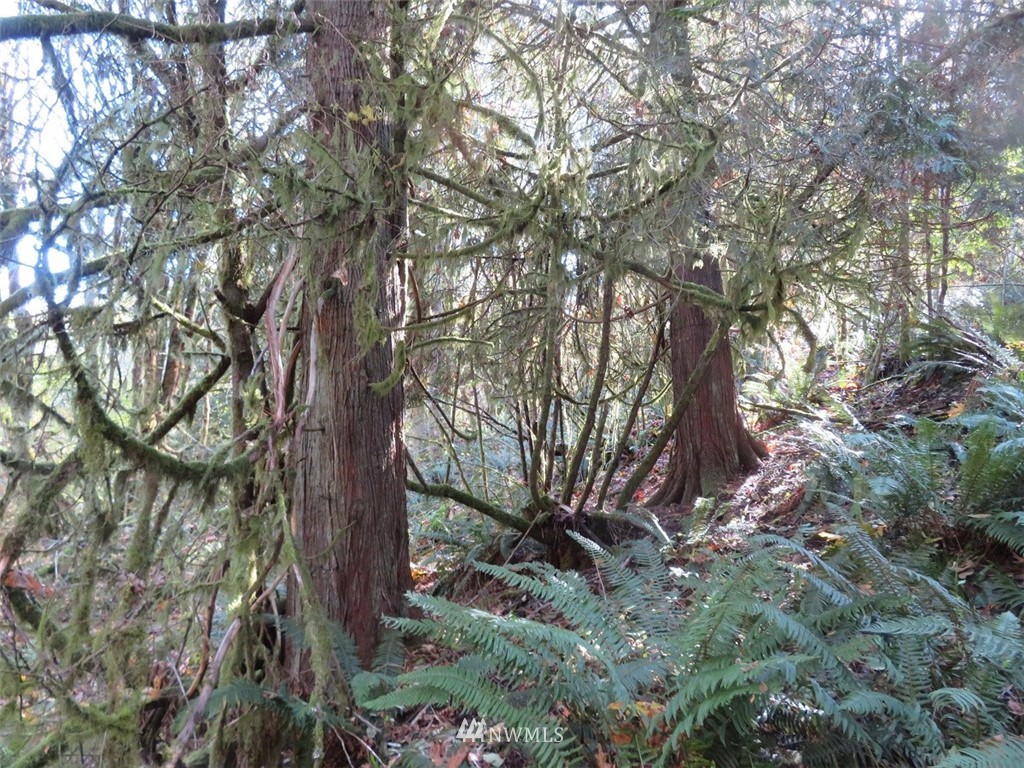 -xxx Monroe Road Winlock, WA 98596 - Photo 21 of 23