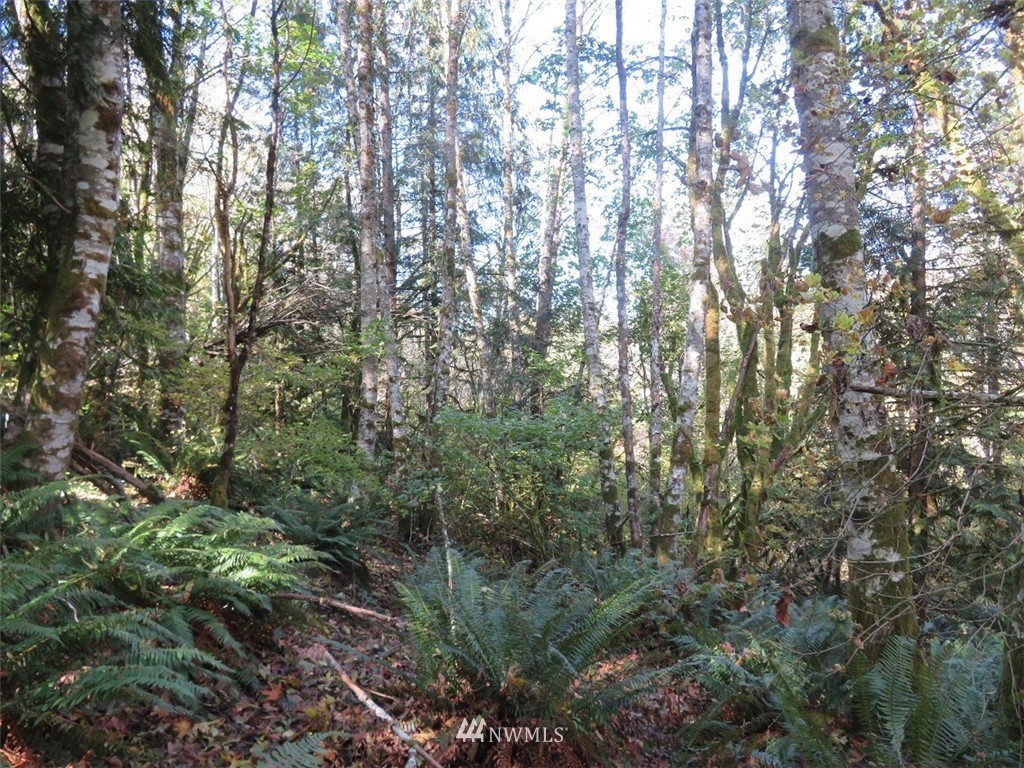 -xxx Monroe Road Winlock, WA 98596 - Photo 5 of 23
