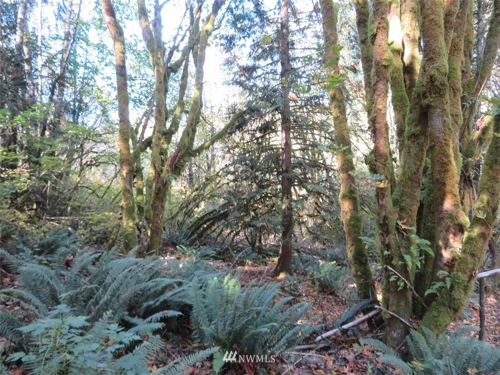 -xxx Monroe Road Winlock, WA 98596 - Photo 6 of 23