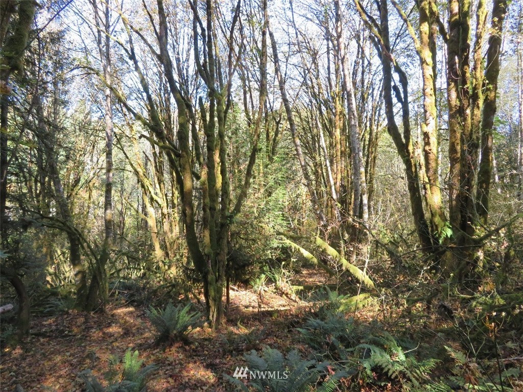 -xxx Monroe Road Winlock, WA 98596 - Photo 7 of 23
