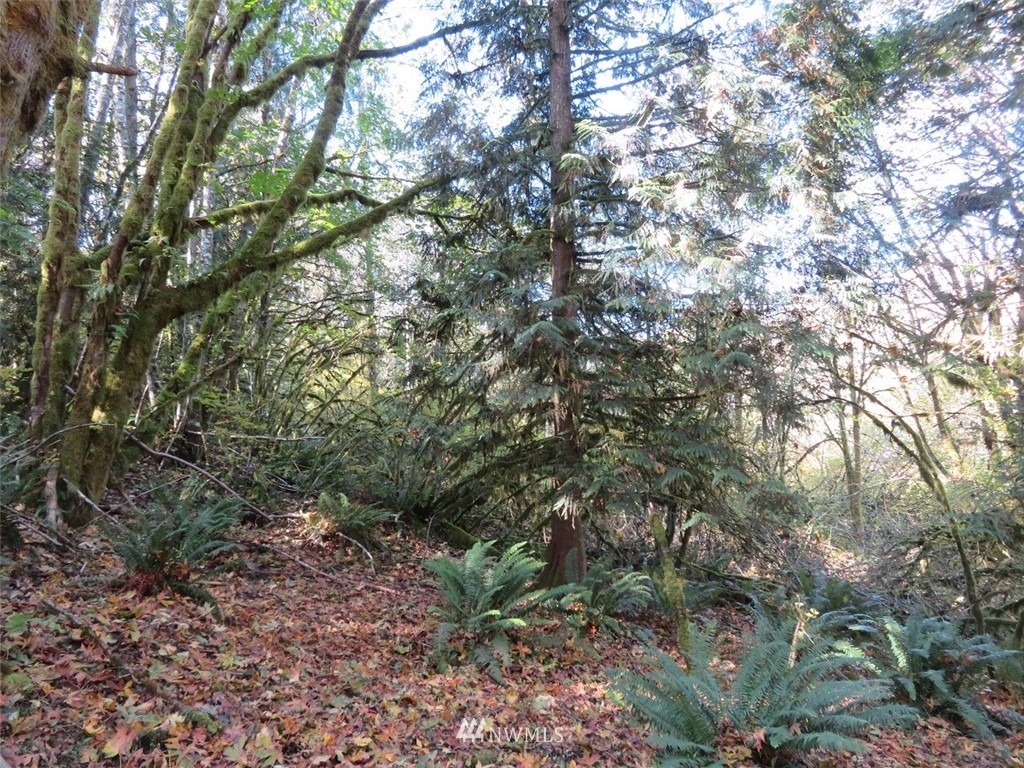 -xxx Monroe Road Winlock, WA 98596 - Photo 8 of 23