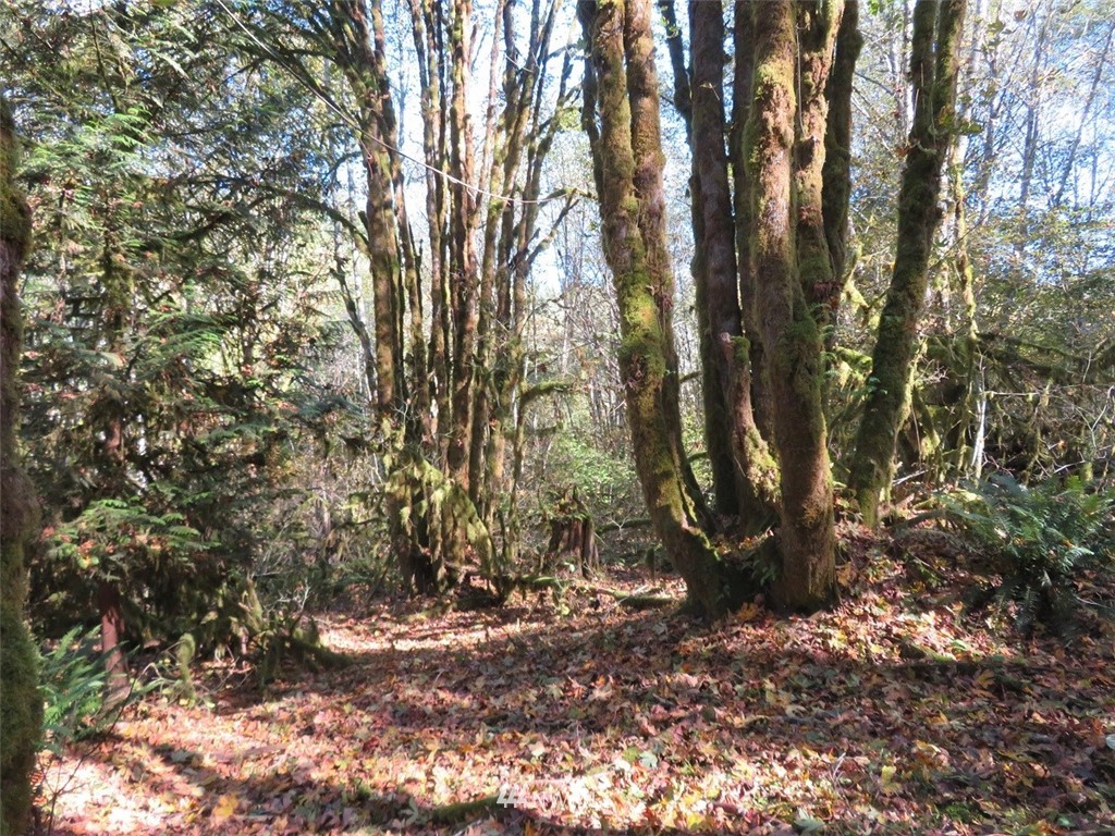 -xxx Monroe Road Winlock, WA 98596 - Photo 9 of 23