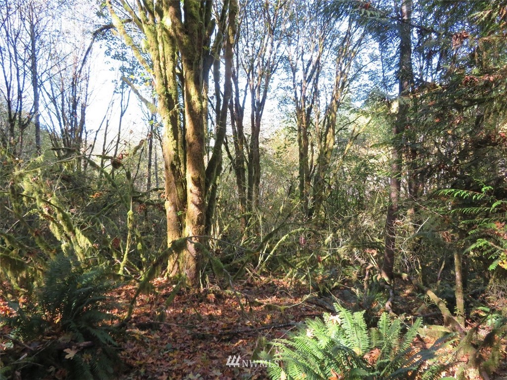 -xxx Monroe Road Winlock, WA 98596 - Photo 10 of 23