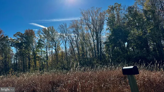 a view of a yard in a forest