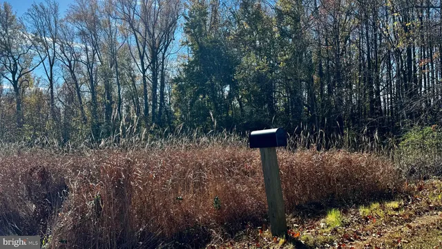a view of a street with large trees and plants
