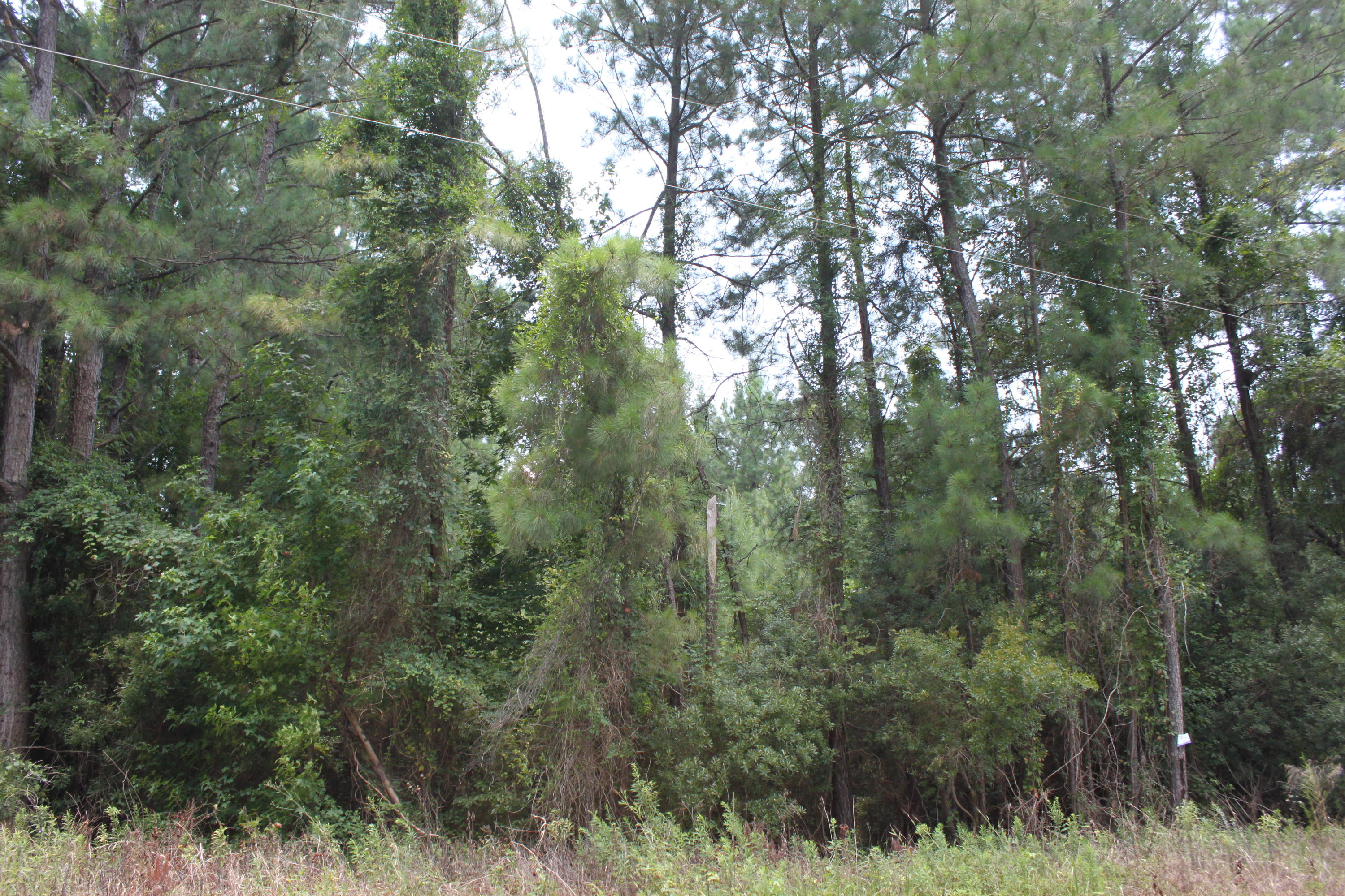 141 Rice Road Ridgeville, SC 29472 - Photo 4 of 8 IMG_0393