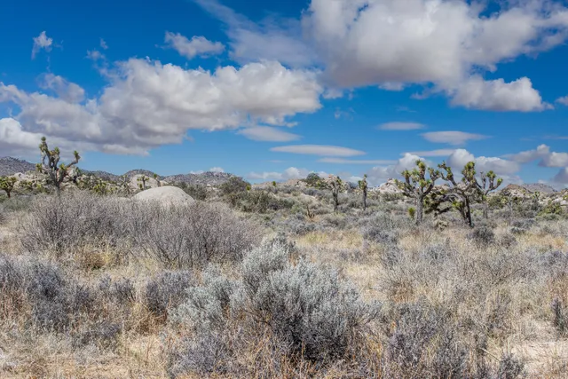 a view of a dry tree with a yard in front of it