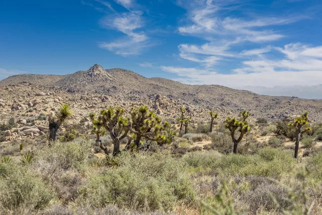 a view of a mountain from a yard