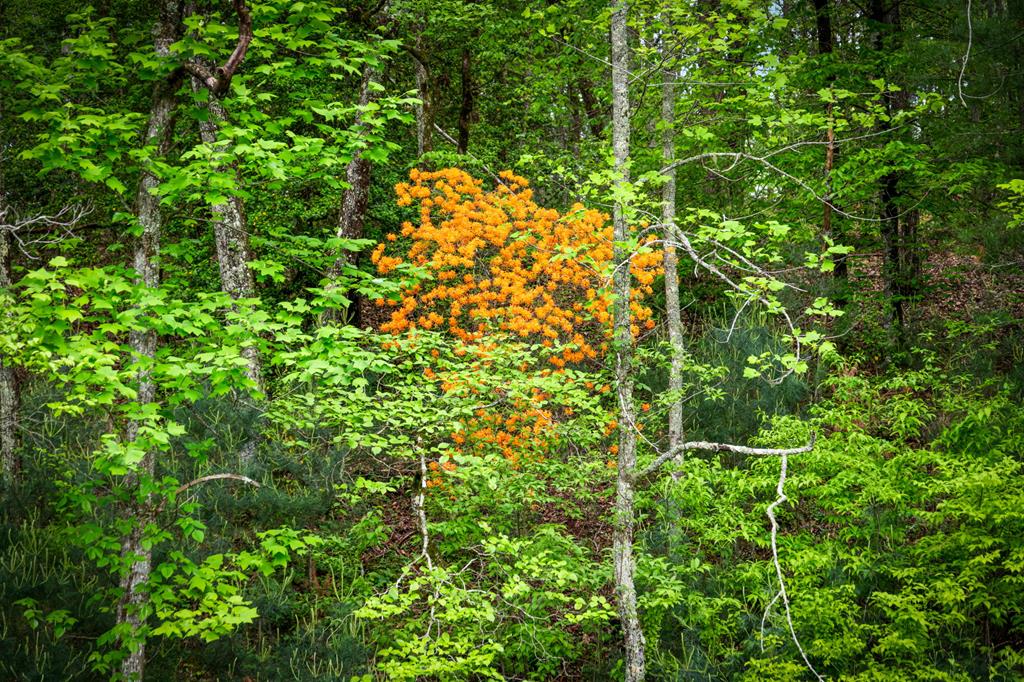 270 Ausburn Road Blue Ridge, GA 30513 - Photo 75 of 96