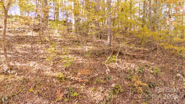 a view of forest