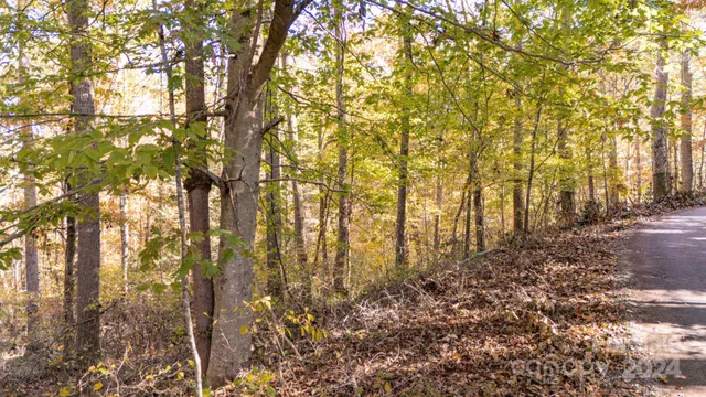 a close up of a plant in a yard