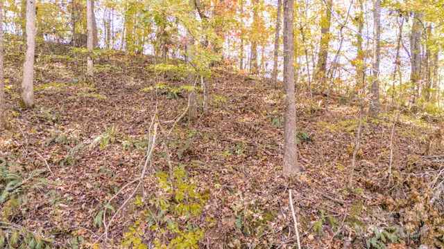a view of a trees with yard