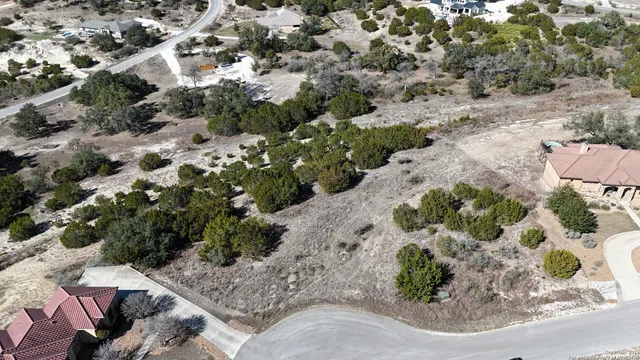 a view of a tree with a plant