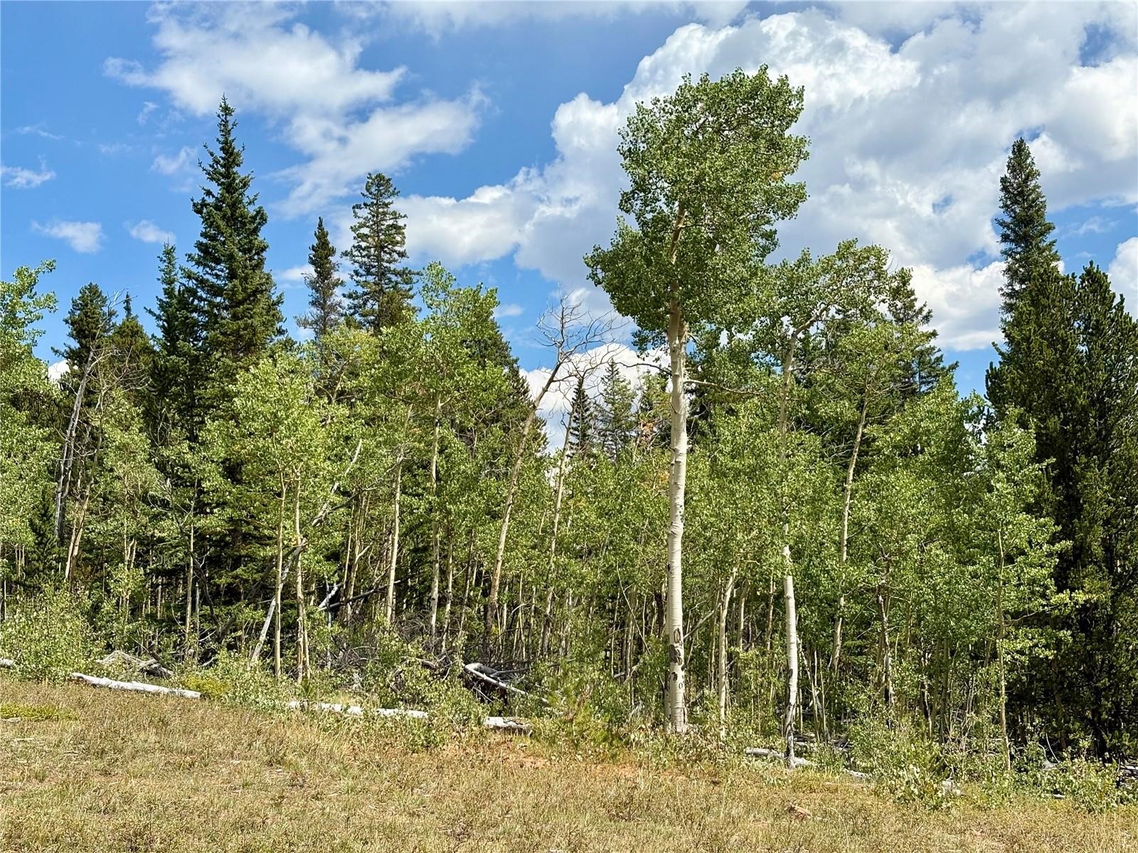 0 Beaver Creek Road Fairplay, CO 80440 - Photo 18 of 26 a picture of a tree