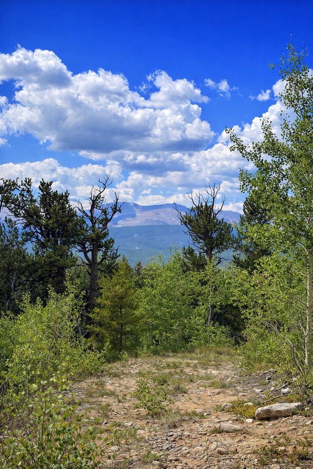 0 Beaver Creek Road Fairplay, CO 80440 - Photo 9 of 26 a view of a bunch of trees
