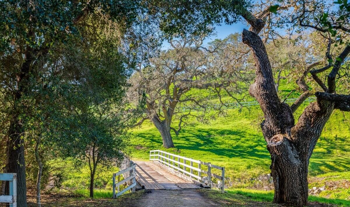 1360 Quail Ridge Road Solvang, CA 93463 - Photo 8 of 36 a view of a yard with plants and large trees